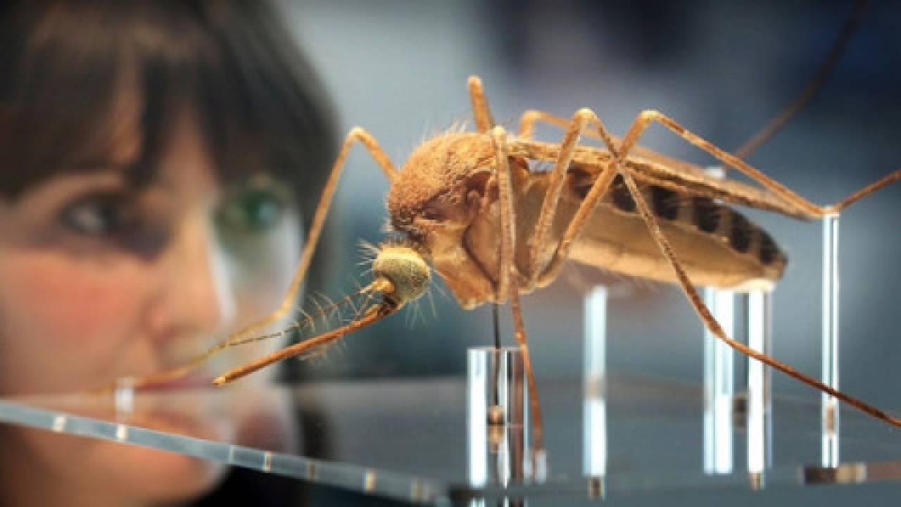 Pentagon stworzył zmodyfikowane genetycznie owady do przenoszenia wirusów. Szansa dla rolictwa czy początek globalnej kontroli?! 