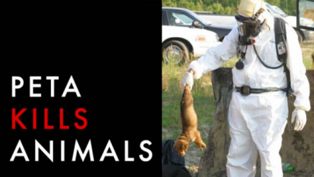 Największa na świecie organizacja praw zwierząt zabiła dziesiętki tysięcy zaadoptowanych psów i kotów! Etyczny okazał się gaz...