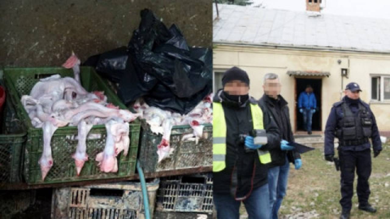 Mięso w workach na śmieci, zwierzęta w skrzyniach z odchodami. Produkty z nielegalnej ubojni trafiły na rynek