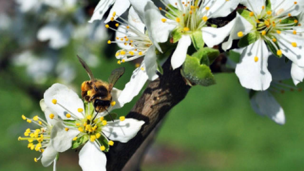Pomagamy pszczołom bez lipy