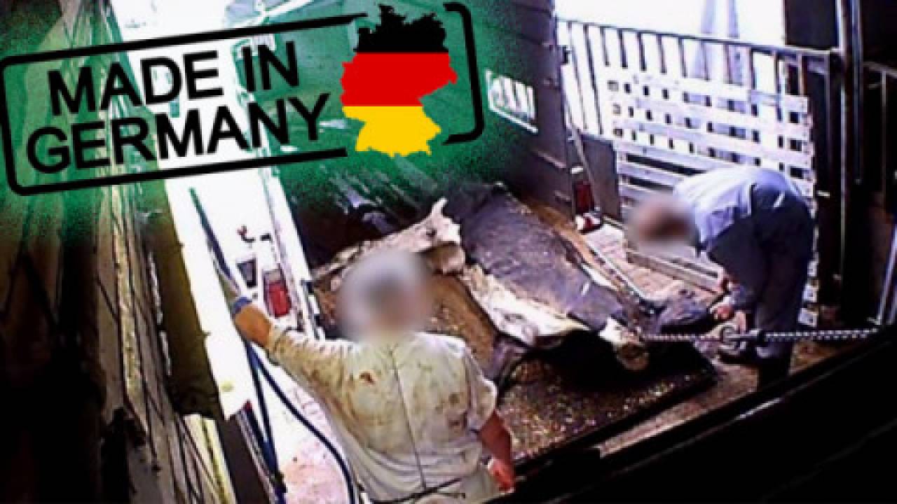 Milczenie świata o niemieckich ubojniach przerabiających zdechłe krowy i „leżaki” na kebaby. Kolejna afera, ale to Niemcy, nie Polska, więc…