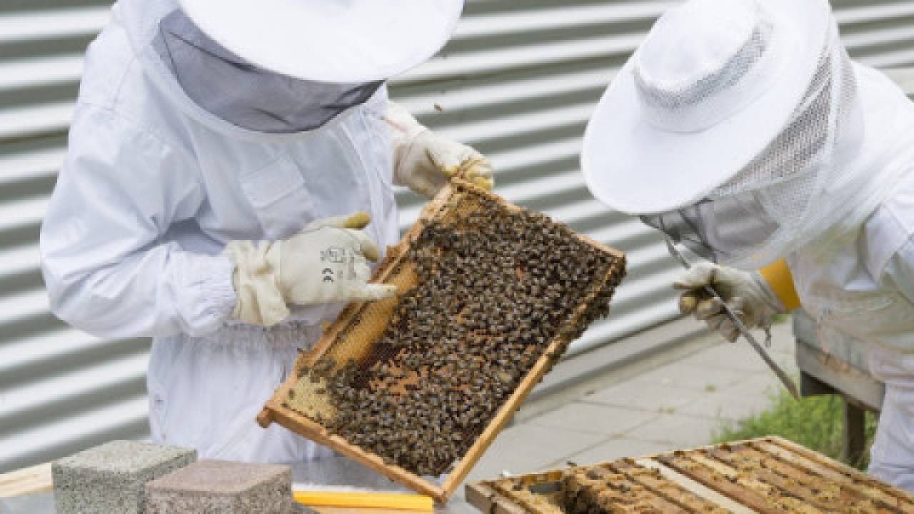 Badanie strat rodzin pszczelich