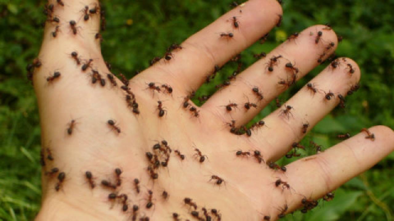Najlepsze, bo naturalne sposoby na mrówki