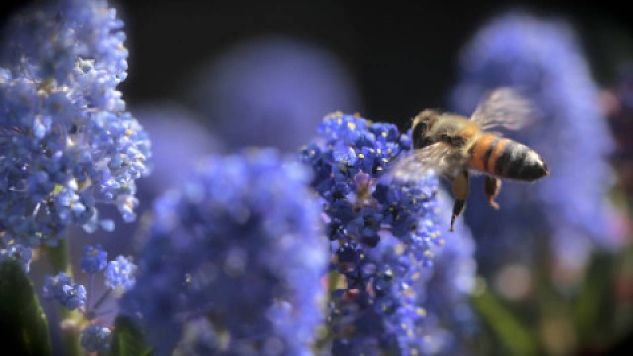 Posadźmy milion kwiatów dla pszczół