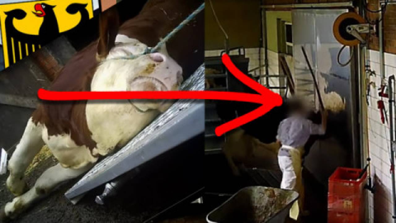 W niemieckiej rzeźni krowy są bite pałkami na śmierć! Szokujące nagranie z ukrytej kamery! NOWE FAKTY