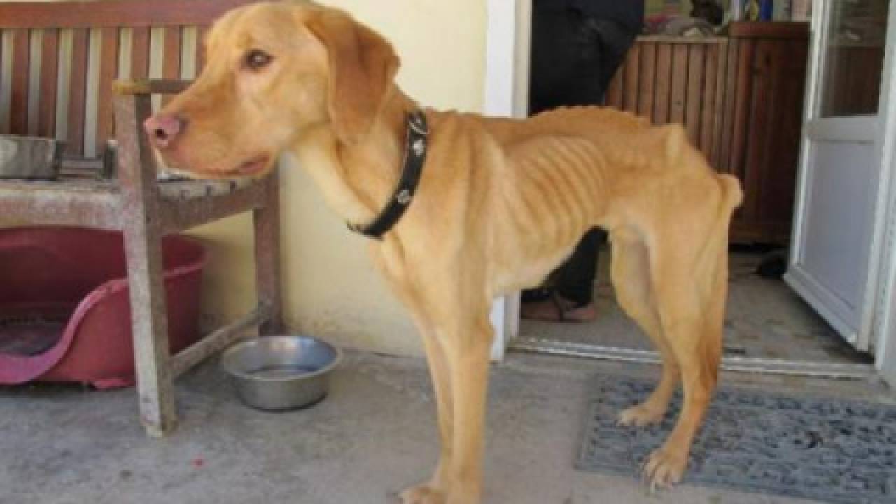 Dyplomata głodził zwierzę czy animalsi ukradli chorego, ale kochanego psa? Sprawę bada prokuratura