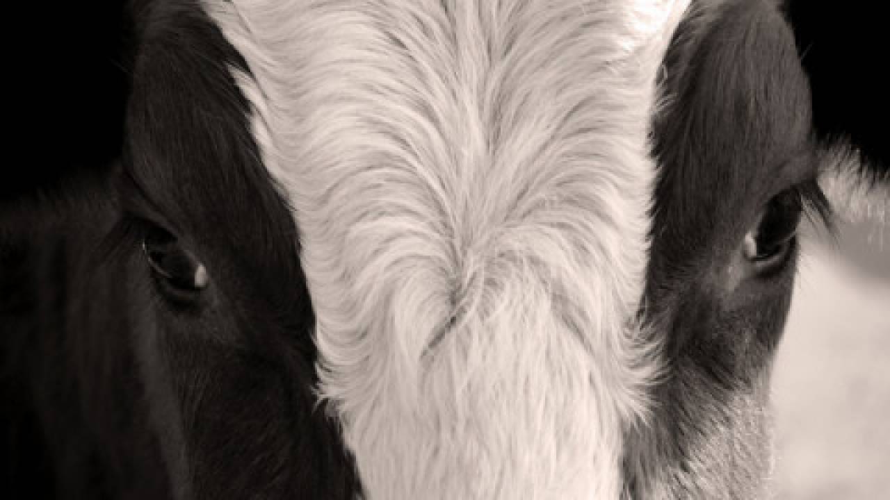 Stado krów z Deszczna uratowane, pomimo unijnego prawa?