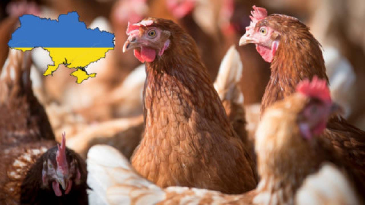 Ukraińskie kury największym zagrożeniem dla polskiego rynku drobiu