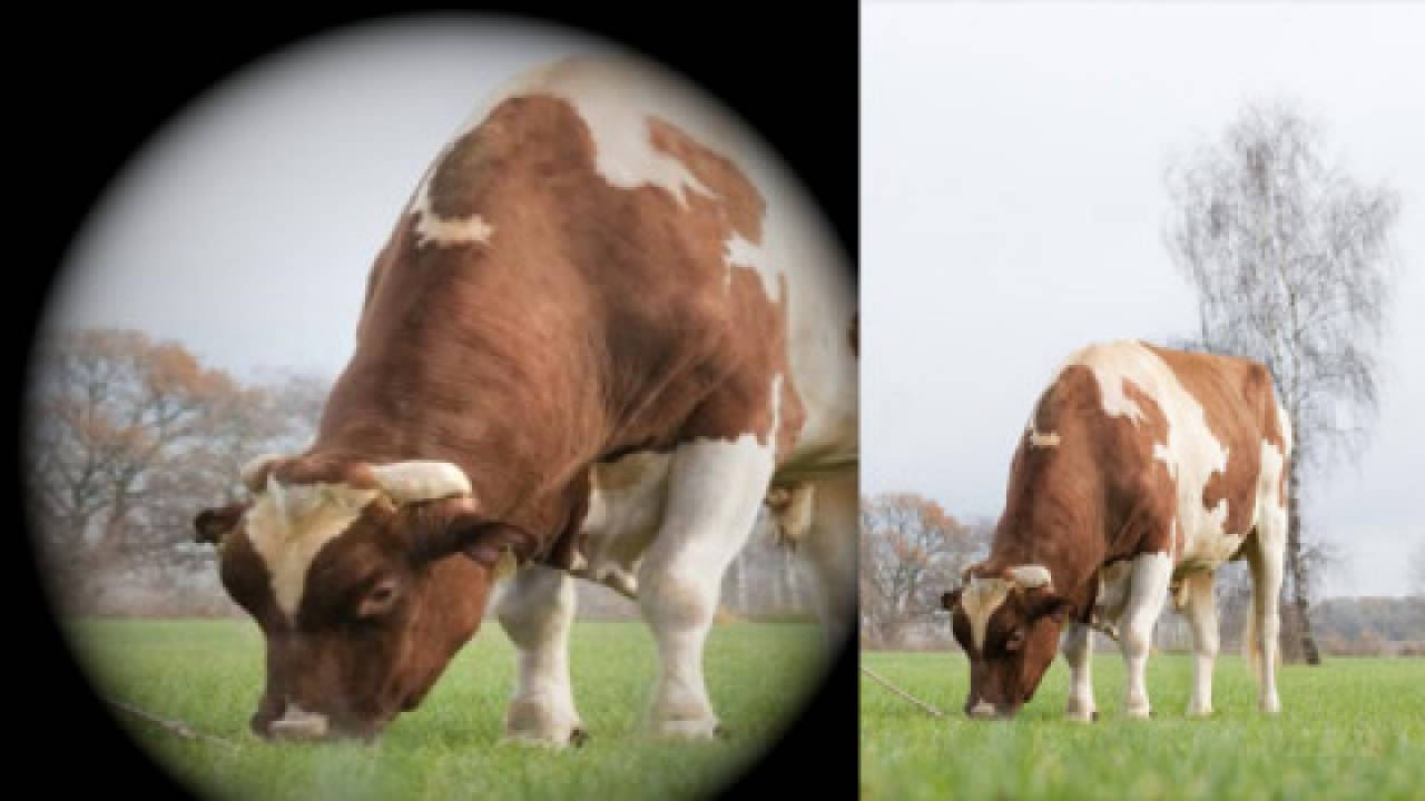 Tableau - Mistrz świata wśród byków. 27 000 sztuk spłodzonego potomstwa 