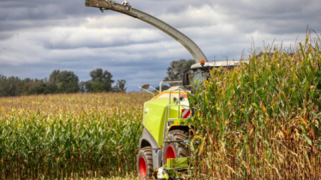 Gorsze zbiory kukurydzy w Europie