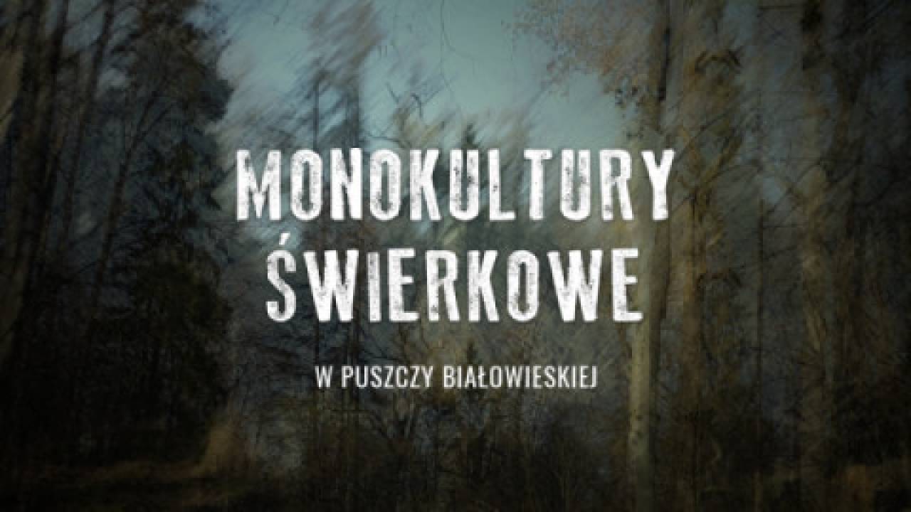 Artur Hampel: Monokultury świerkowe w Puszczy Białowieskiej? Jeden z mitów, który pomagał zniszczyć las