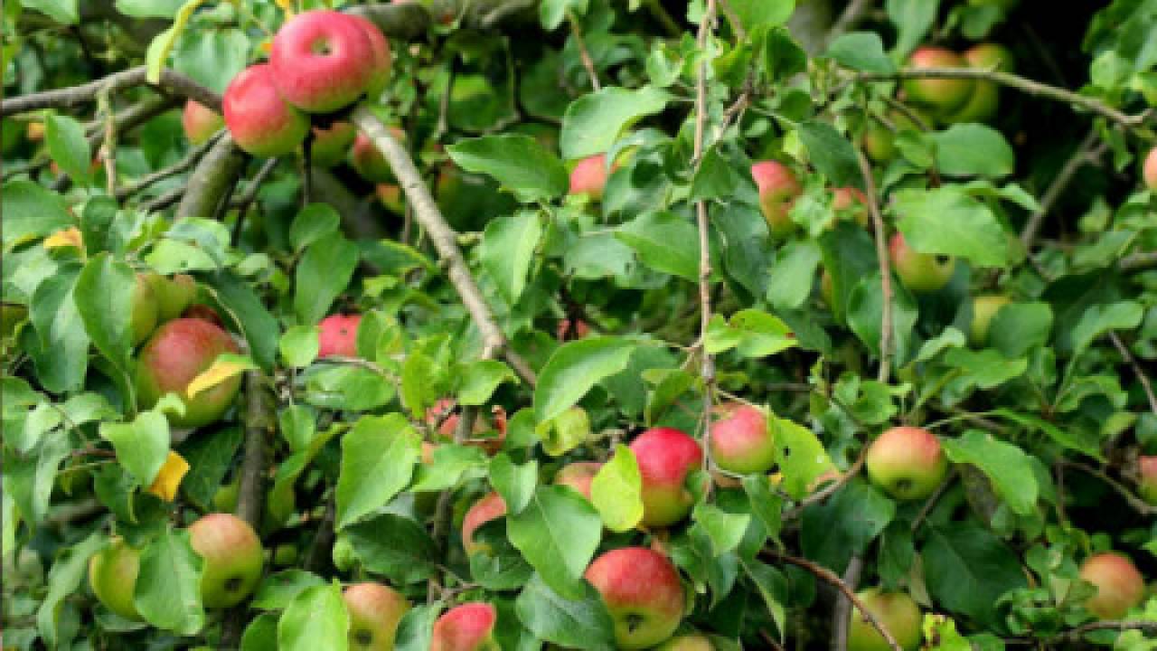 Jabłka z Polski podbijają świat
