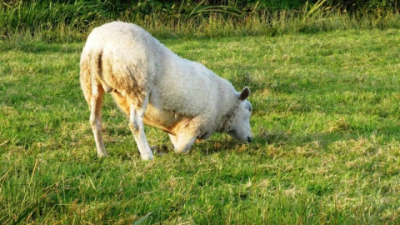 Ospa owiec
