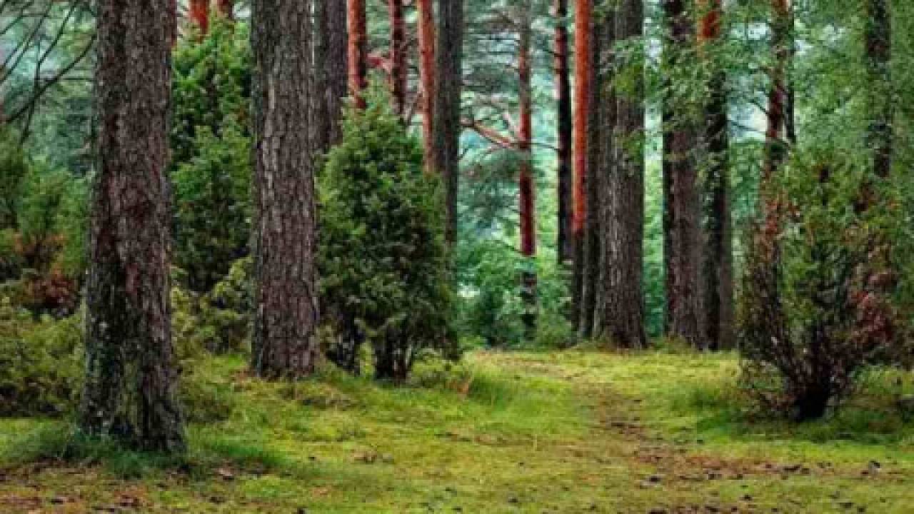 Niemieckie lasy