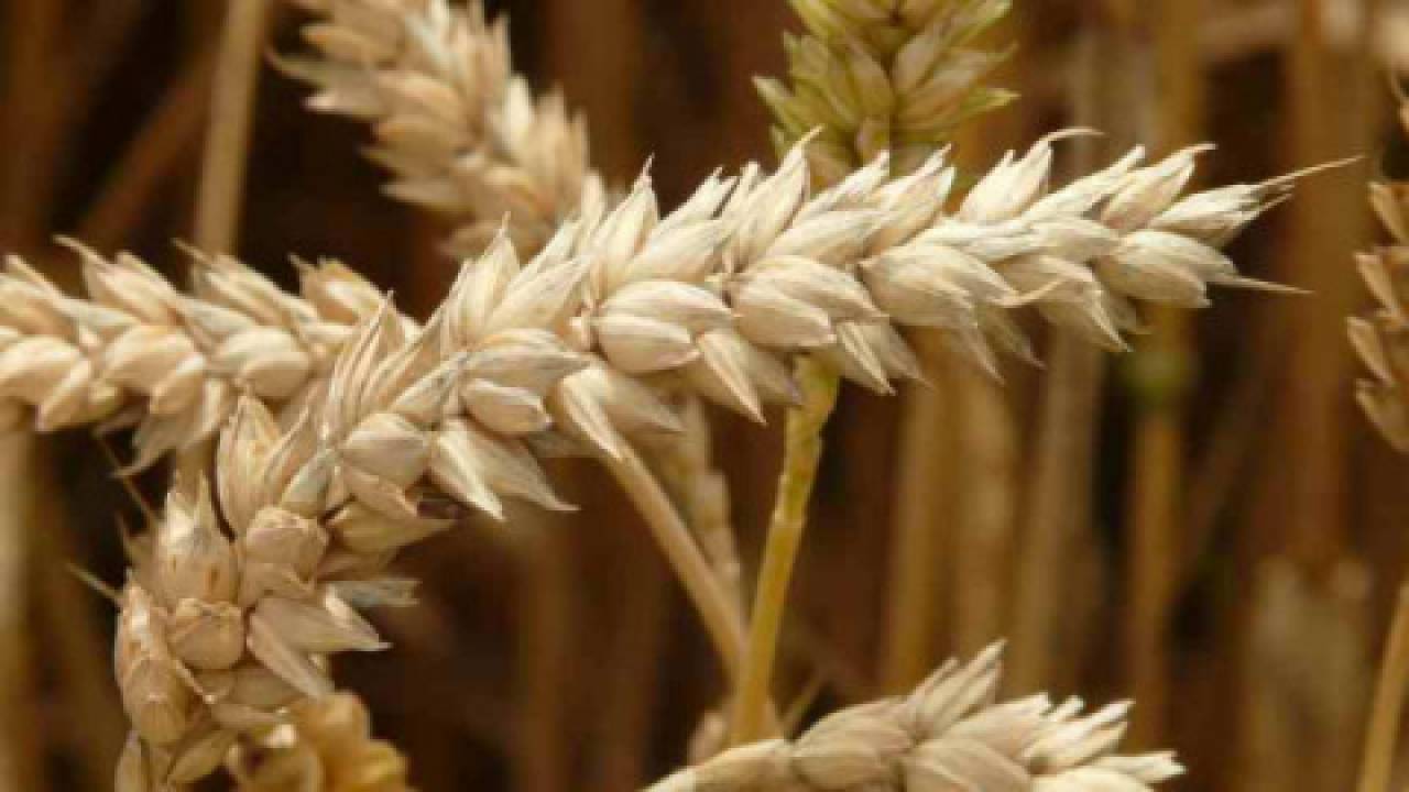 Gęstość pszenicy – jakie parametry powinno mieć ziarno jakościowe?