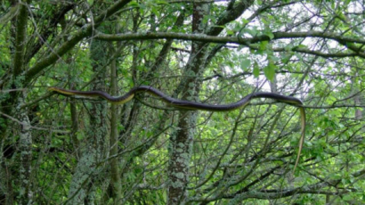 Węże Eskulapa