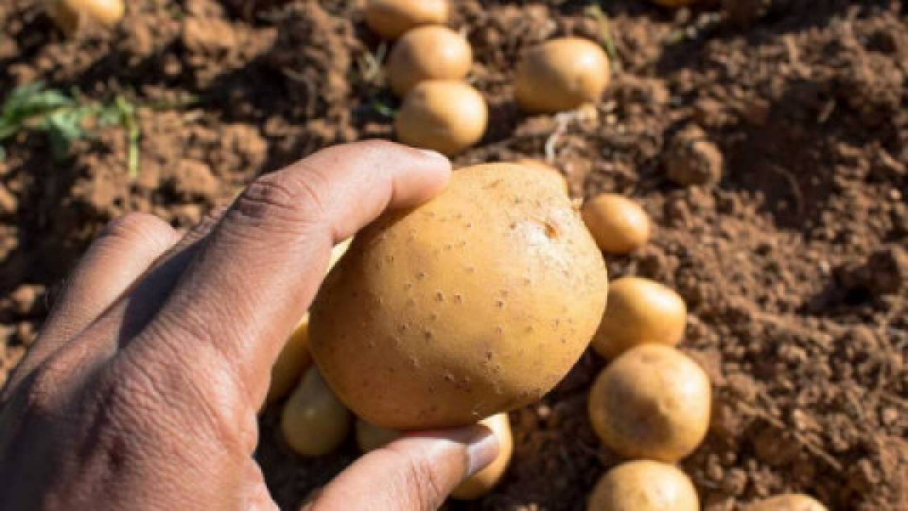 Stare odmiany ziemniaków
