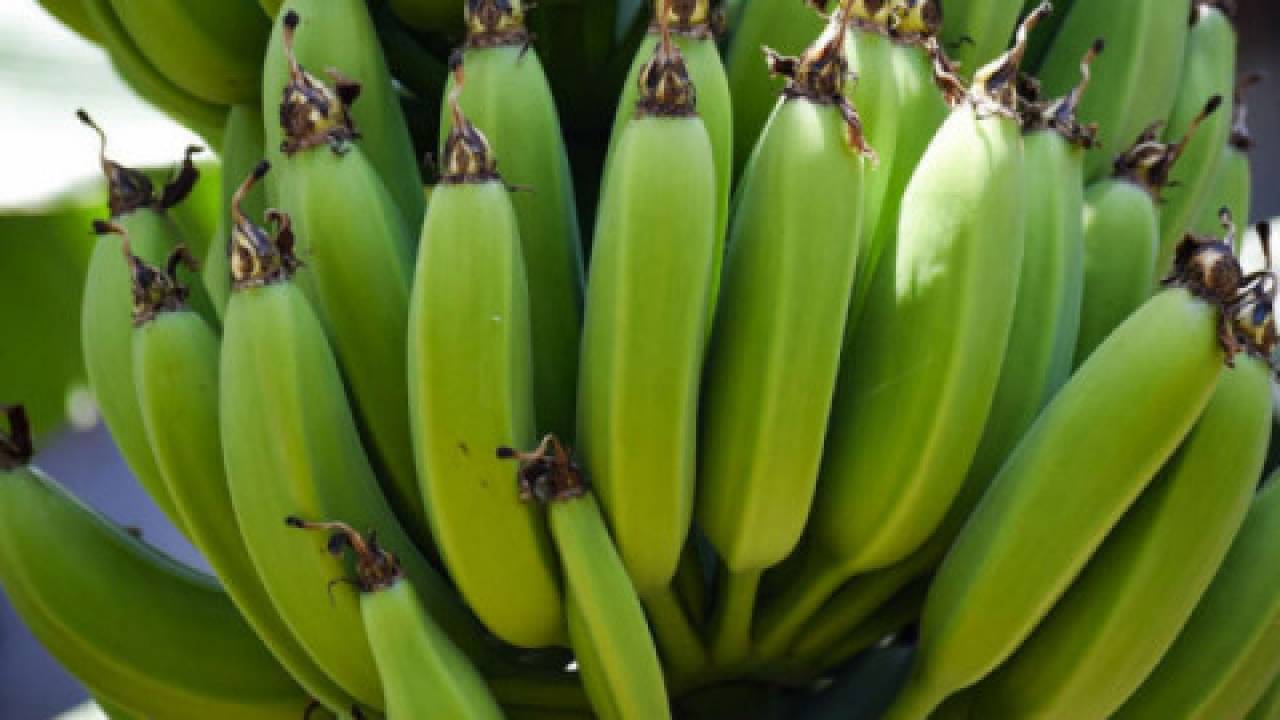 Ekwadorskie banany