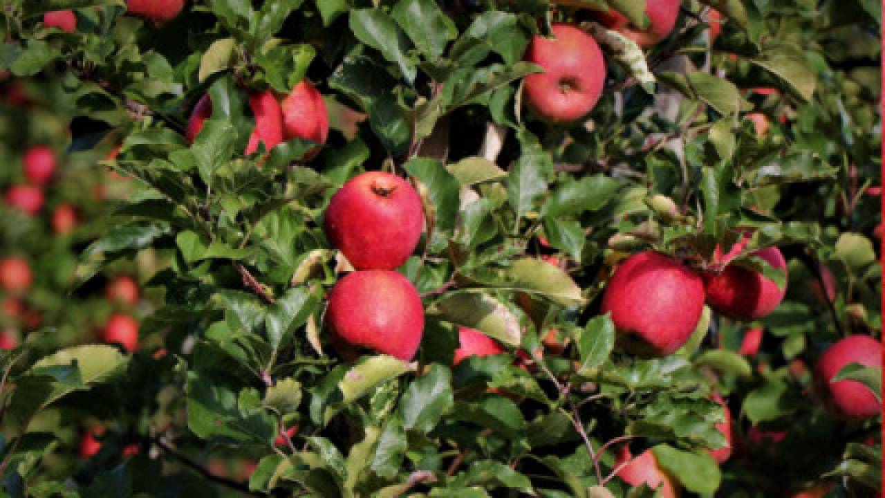 Zbiory jabłek