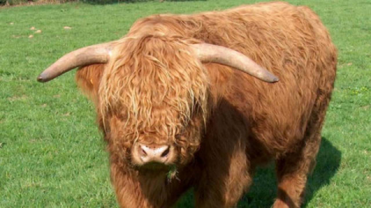 Szkocka rasa bydła