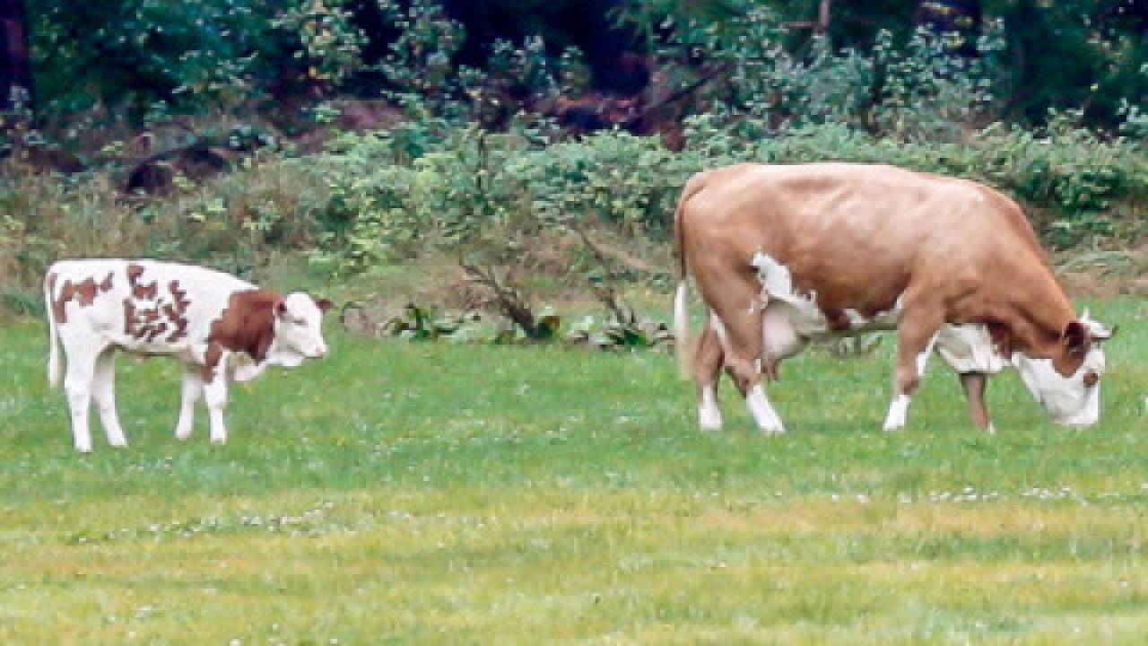 Bawarska krowa uciekinierka