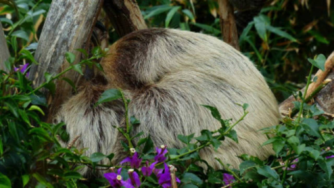 Zoo warszawa jak leniwiec