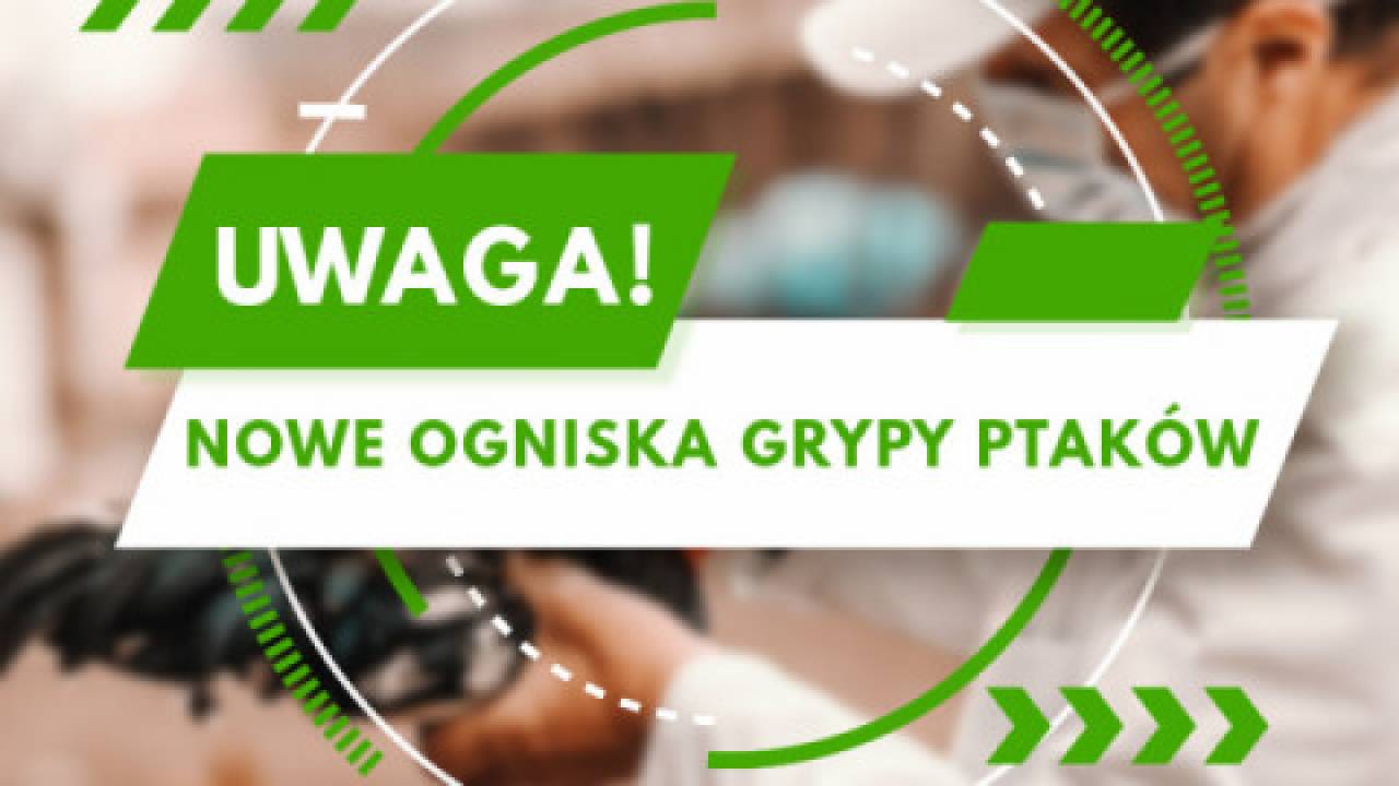 Grypa ptaków
