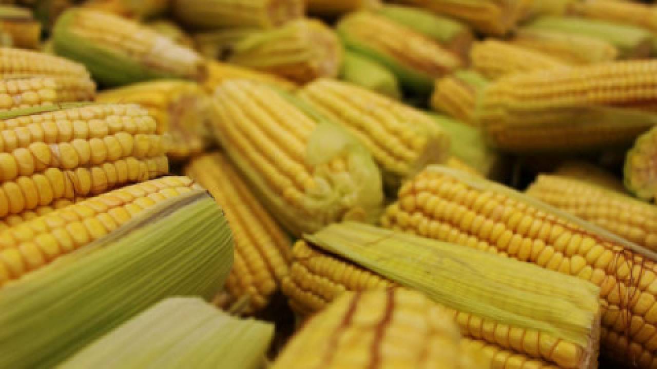 Eksport kukurydzy