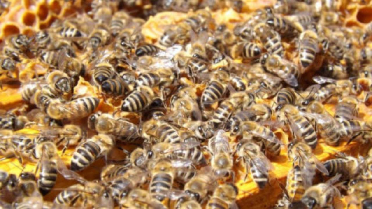 Bezsenność pszczół