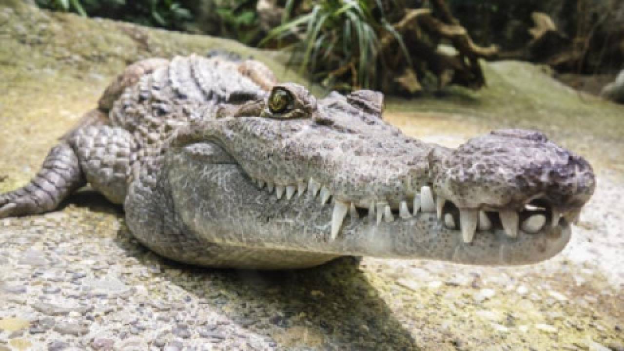 Młode krokodyle