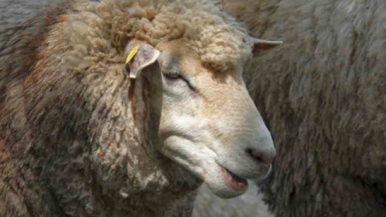 Rasy owiec