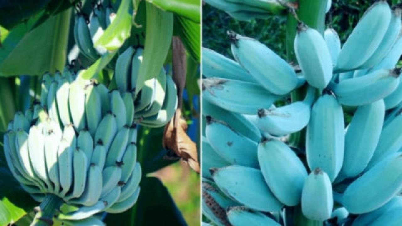 Niebieskie banany