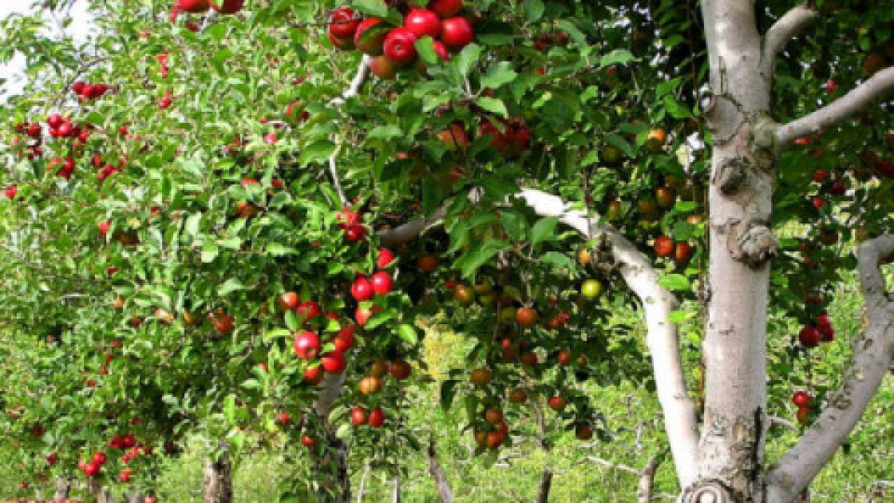 Intensywne sady jabłoniowe
