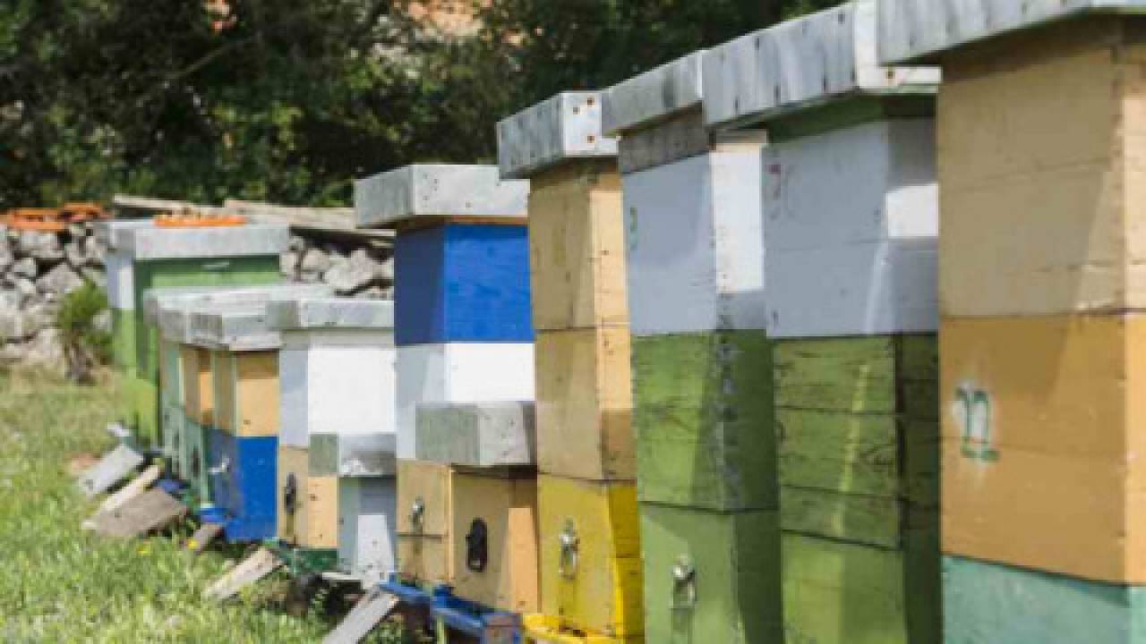 Pomoc dla pszczelarzy