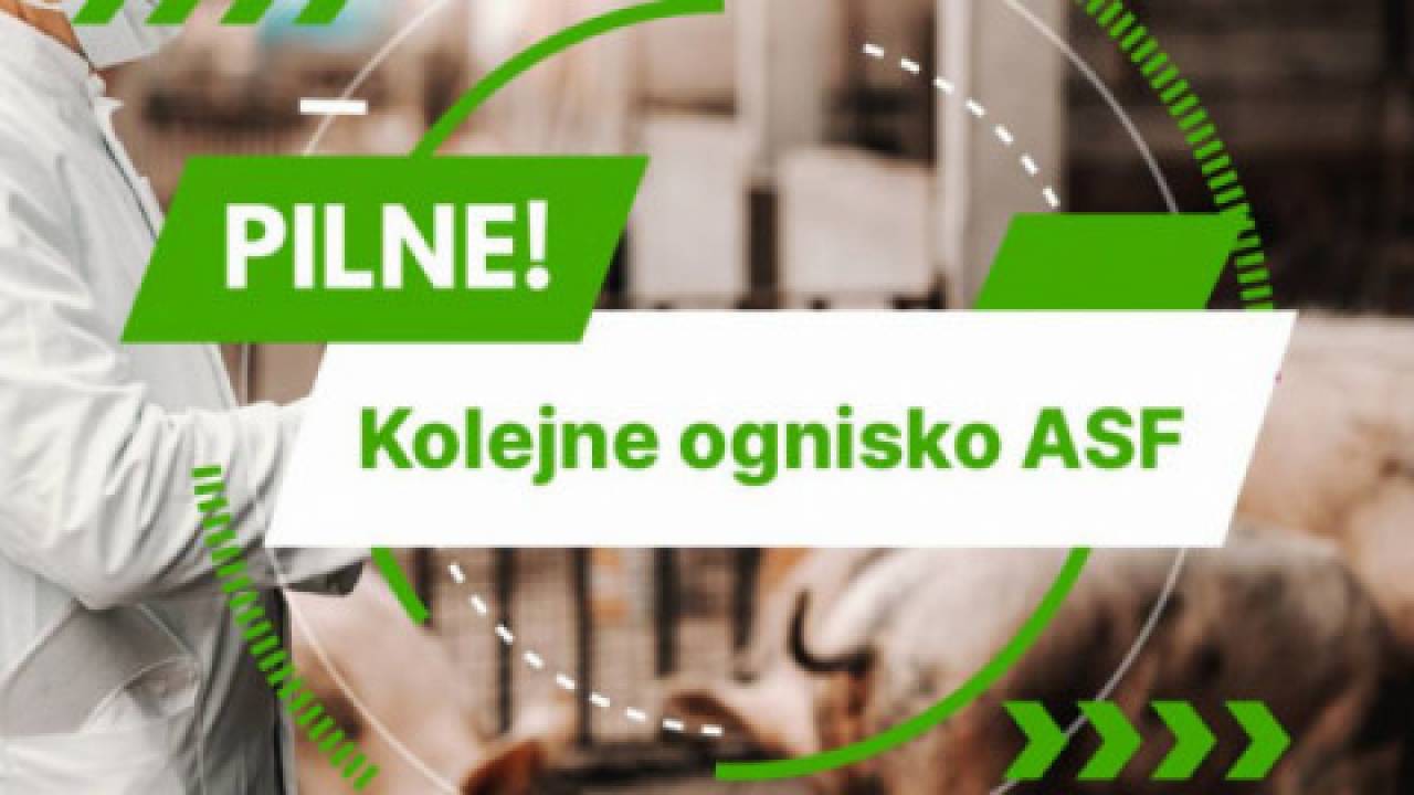 ognisko ASF