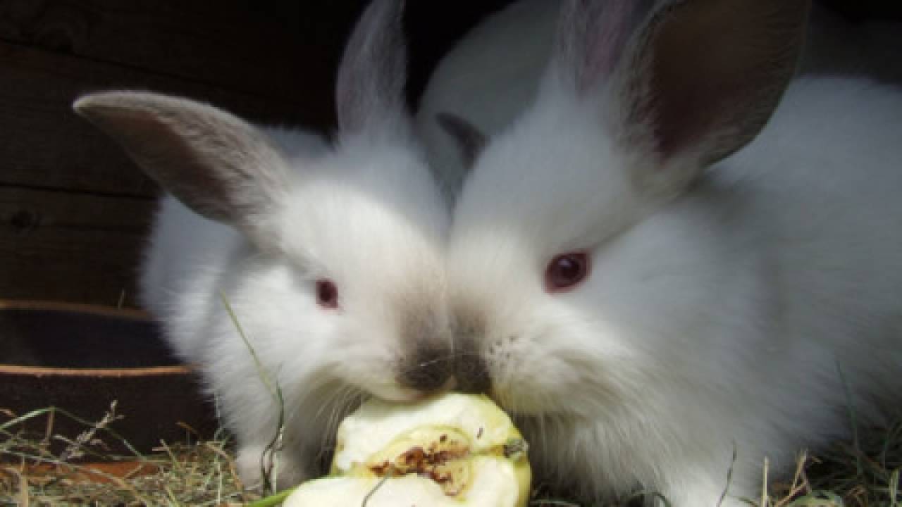 Żywienie królików