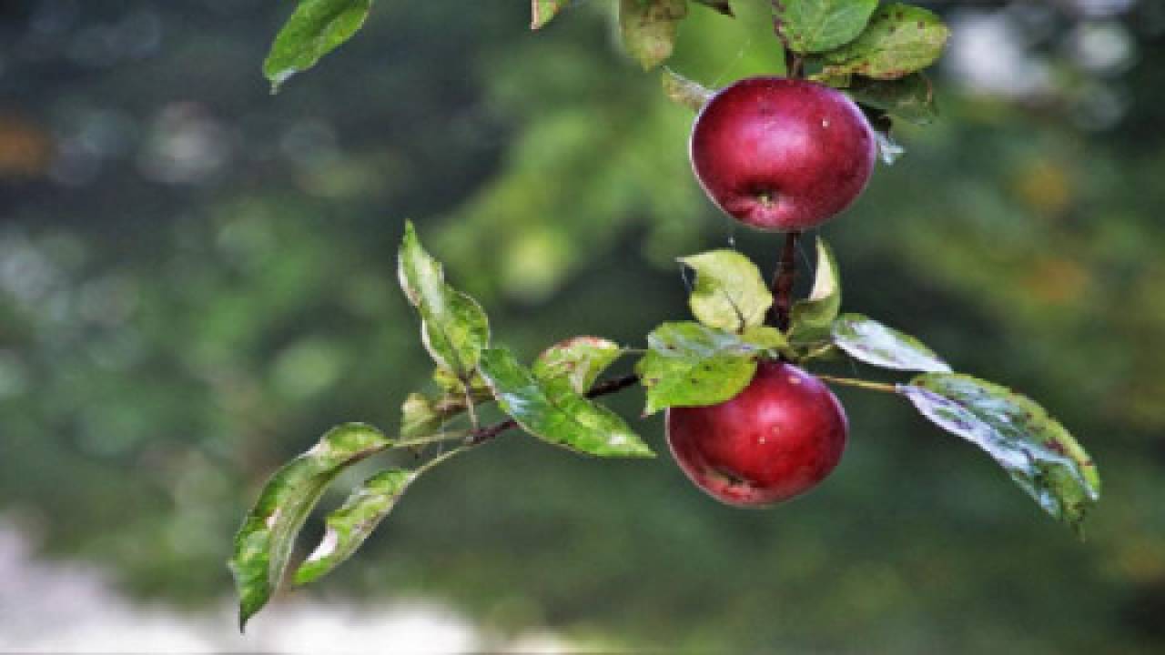 Ligol – jedna z najmłodszych odmian polskich jabłoni