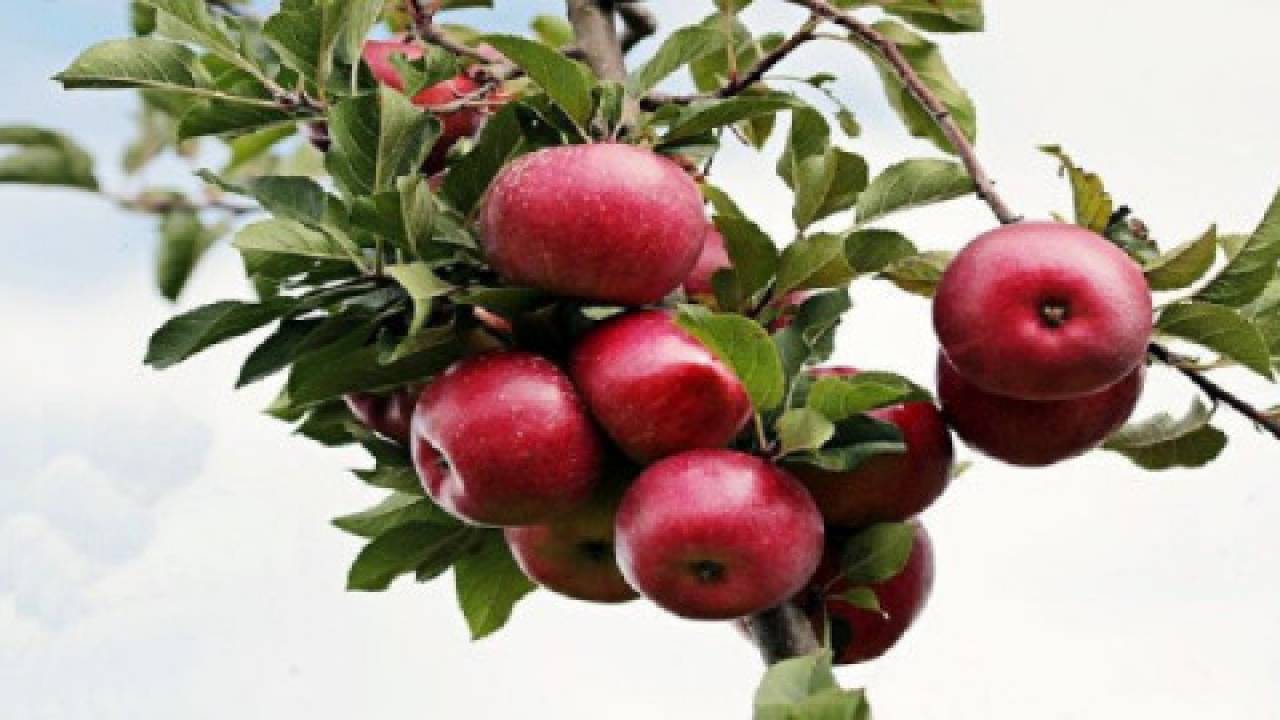 Odmiana jabłoni – jaka najlepsza do sadu przydomowego?