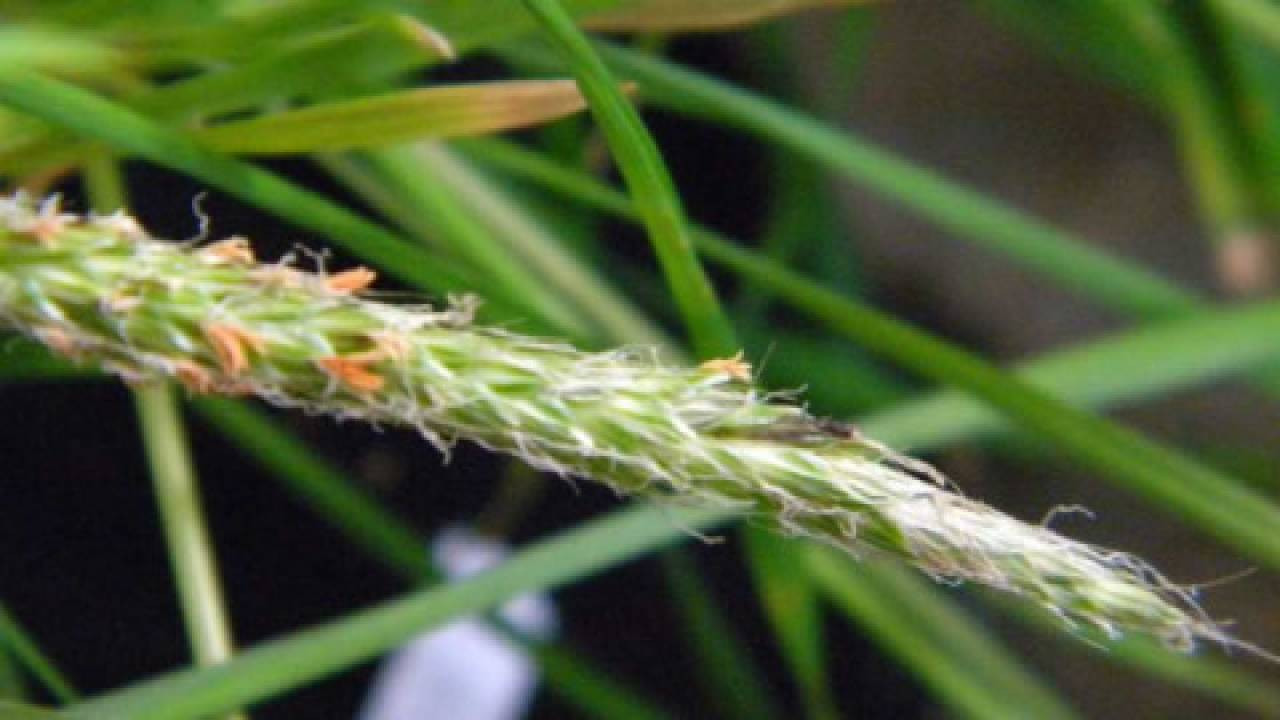 Wyczyniec polny – uciążliwy chwast, który obniża masę ziarna