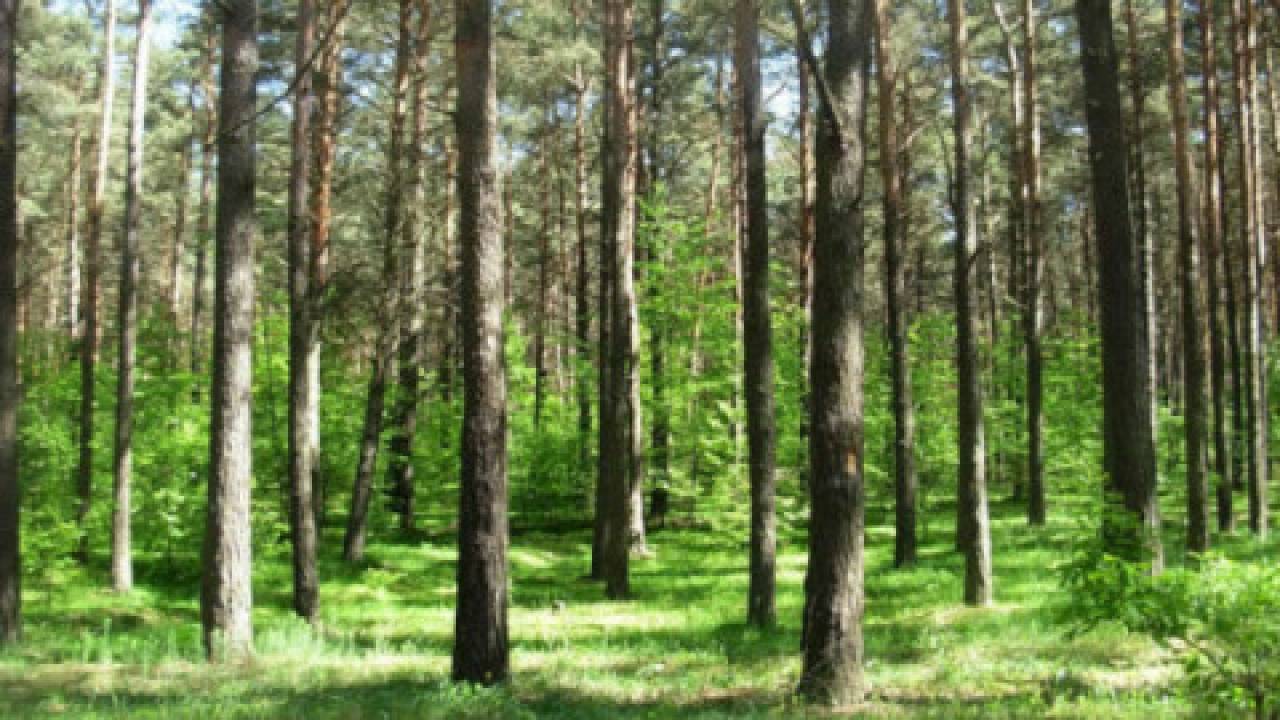 Ustawa o gruntach leśnych