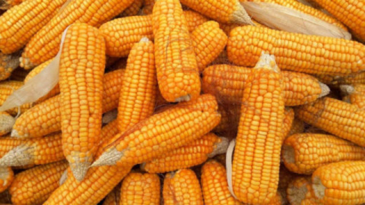 Ukraińska kukurydza