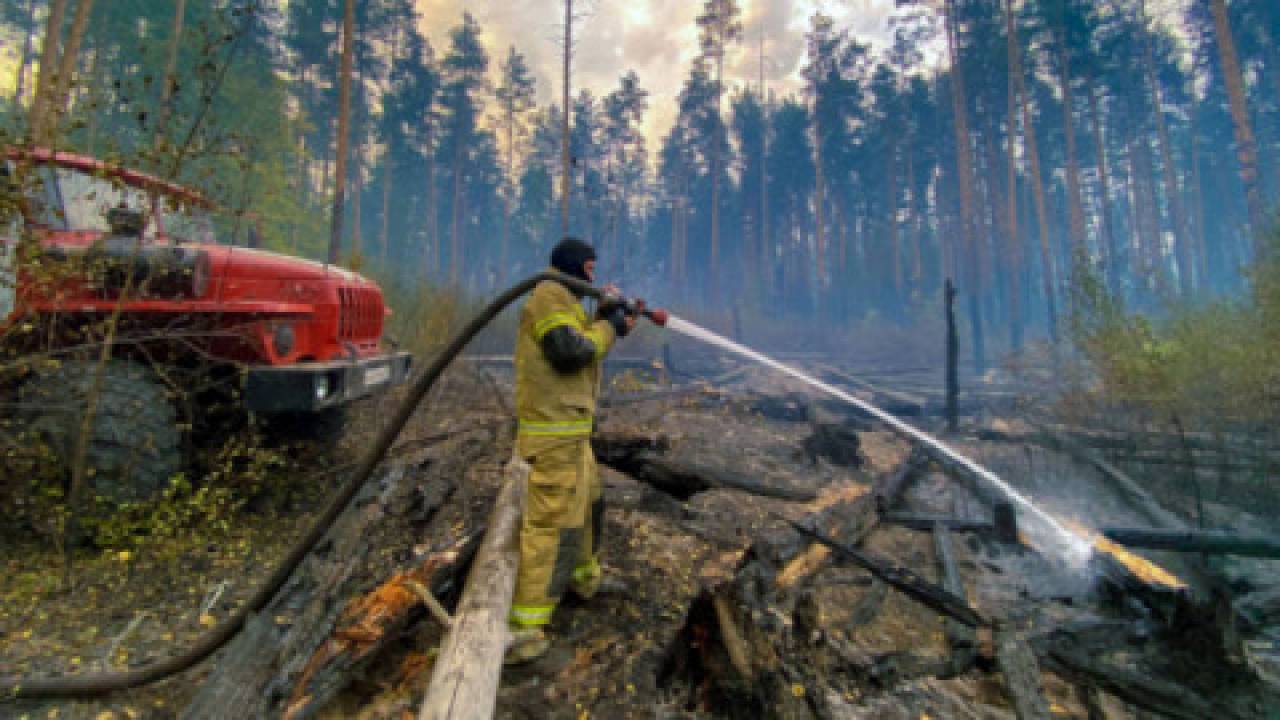 Pożary lasów