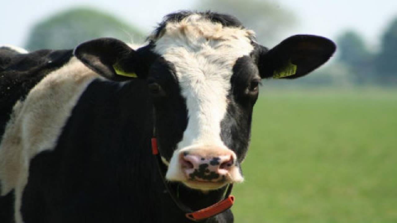 Krowy mleczne