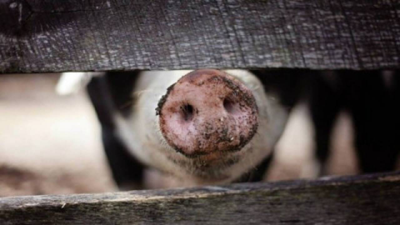 Straty chińskiego sektora świń