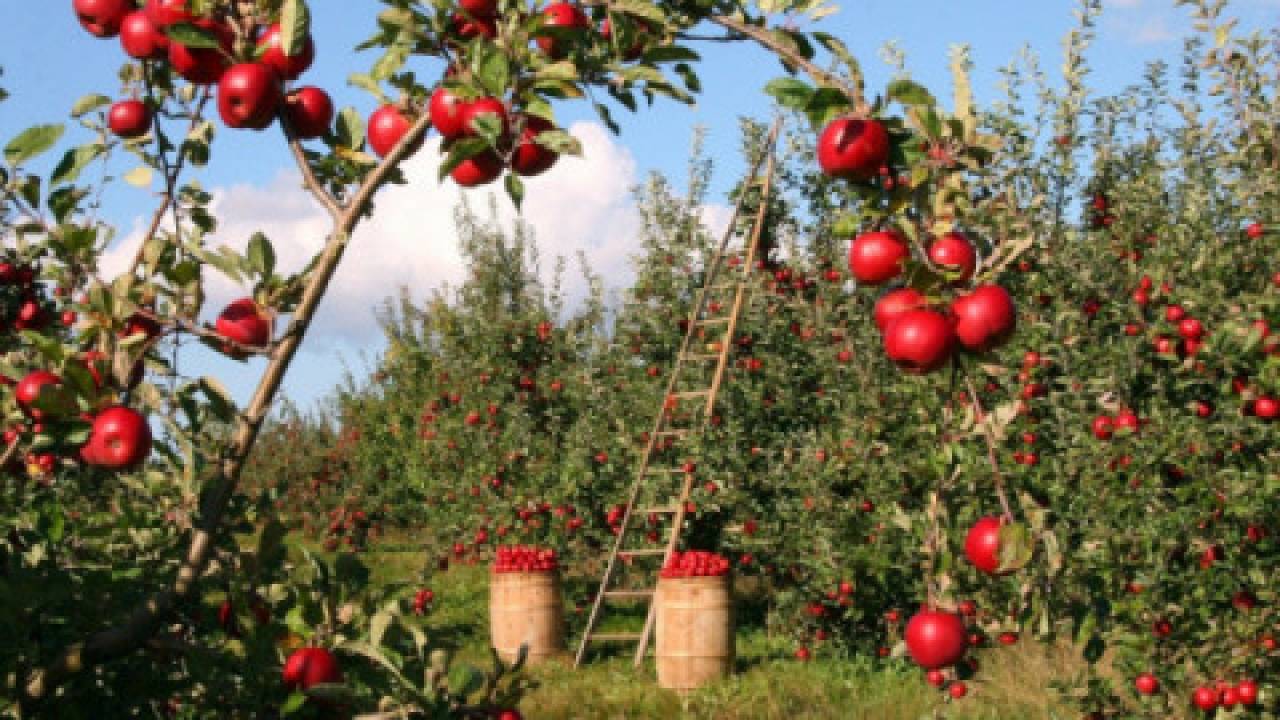 Nawadnianie jabłoni