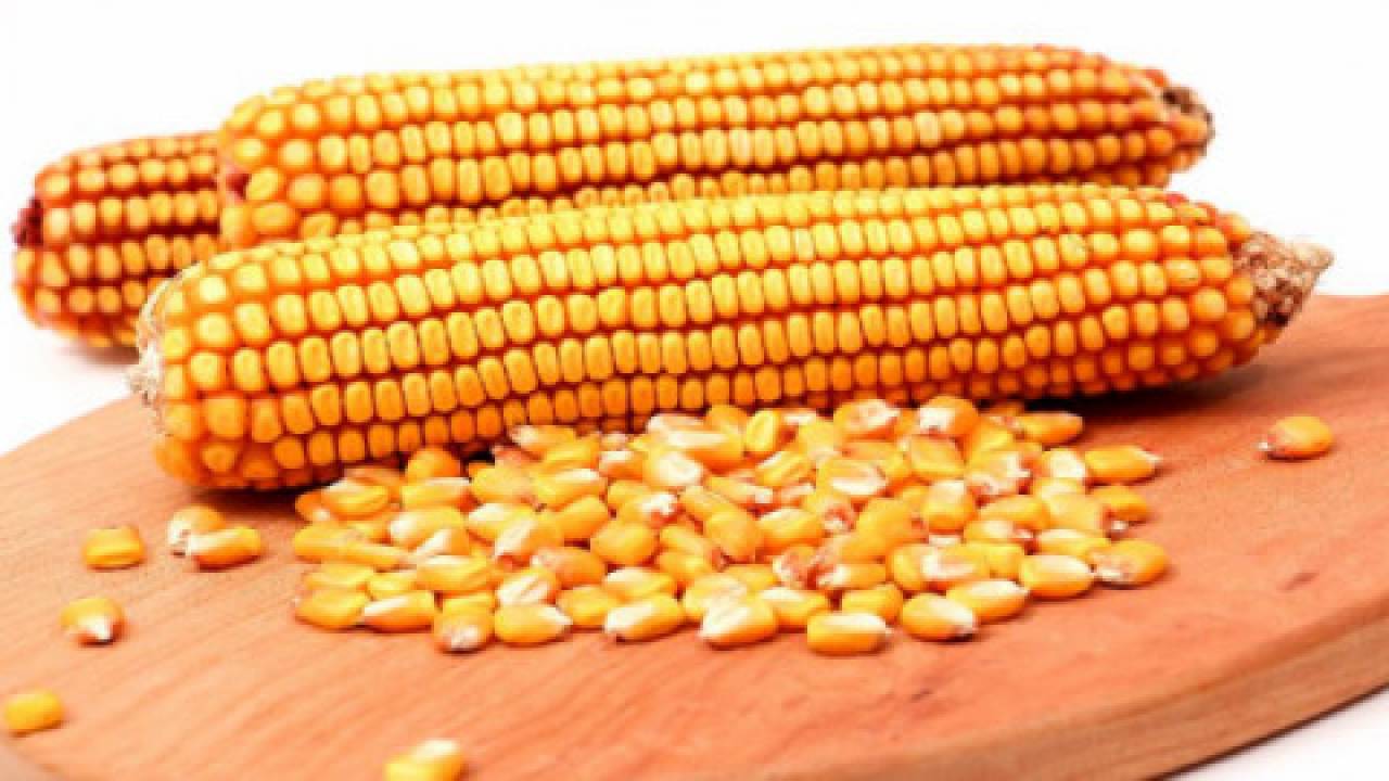 Cena kukurydzy paszowej