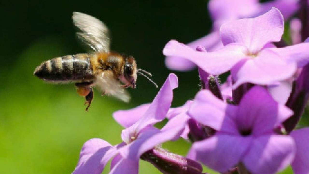 Pszczoły augustowskie