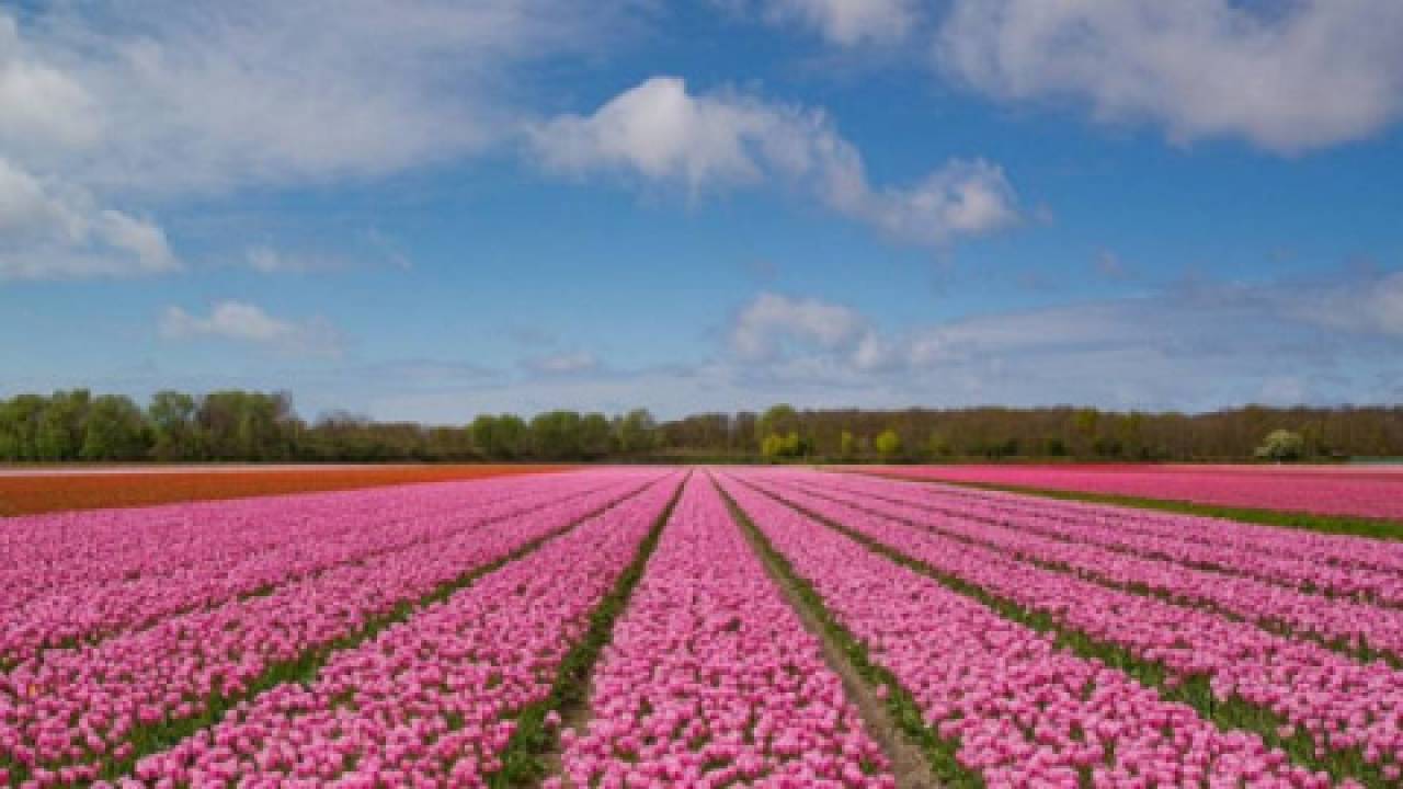 Eksport holenderskich kwiatów