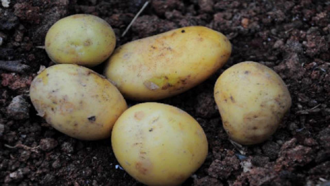 Jak przechowywac ziemniaki