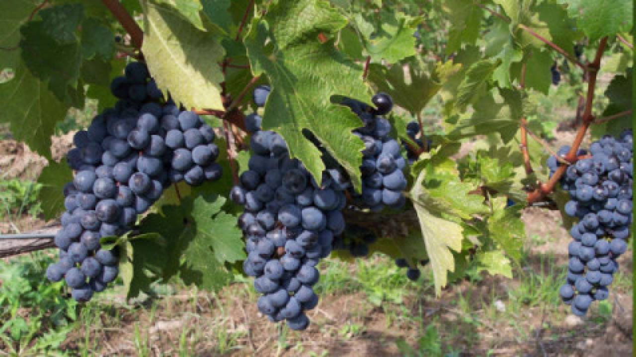 Zbiory winogron
